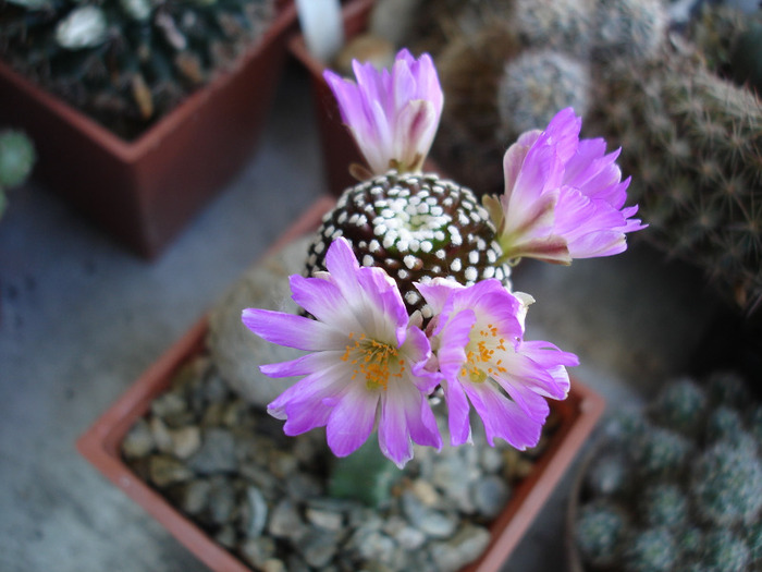Mammillaria luethyi - Flori de cactus