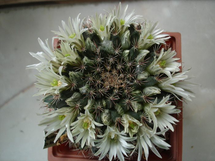 Mammillaria heyderi ssp.gaumerii - Flori de cactus