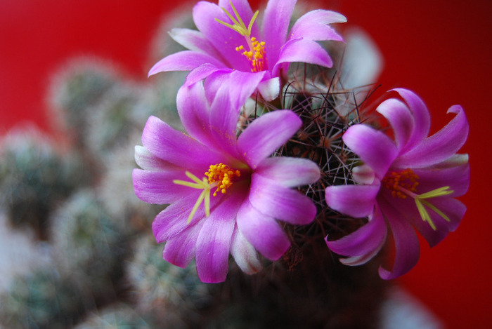 Mammillaria sheldonii - Flori de cactus