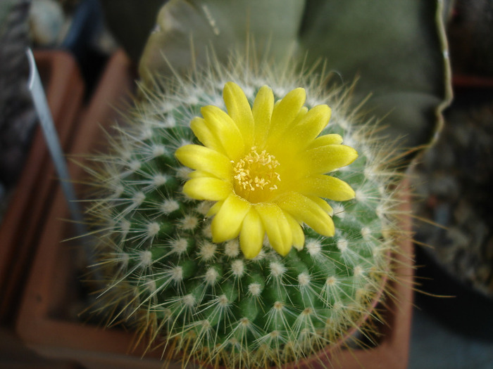 Parodia aureispina - Flori de cactus