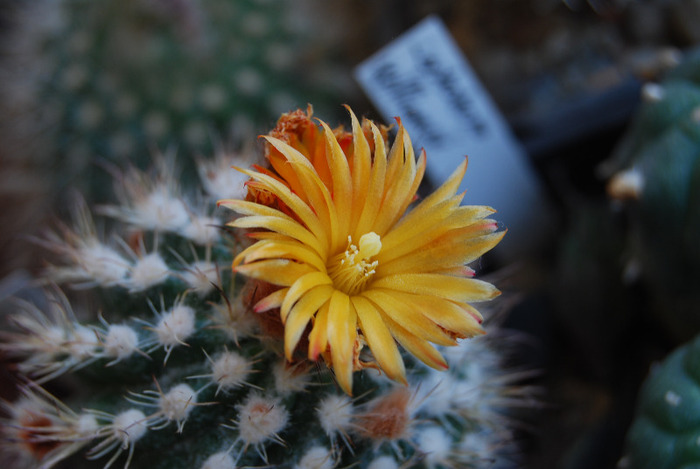 Parodia mairanana - Flori de cactus