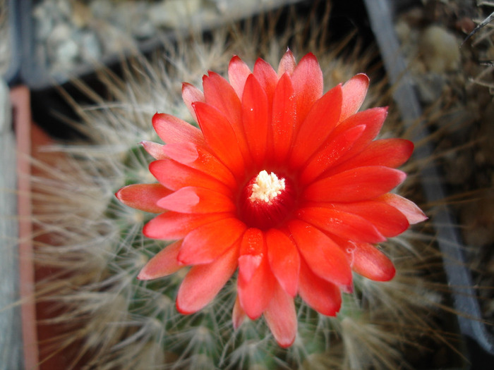 Parodia penicilata - Flori de cactus