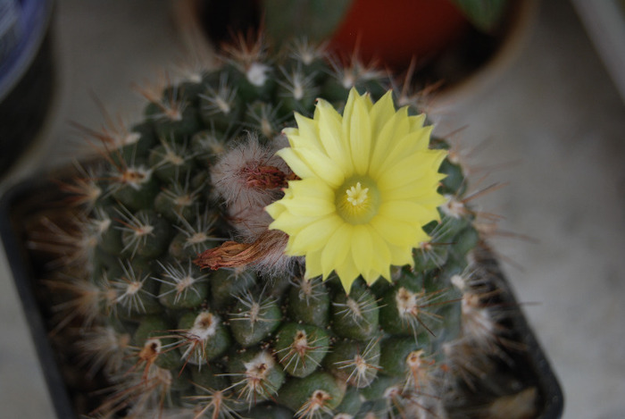 Parodia cardenasii - Flori de cactus