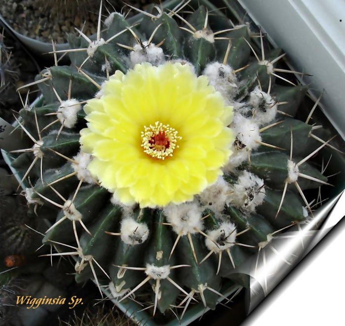 Wigginsia stegmanii - Flori de cactus