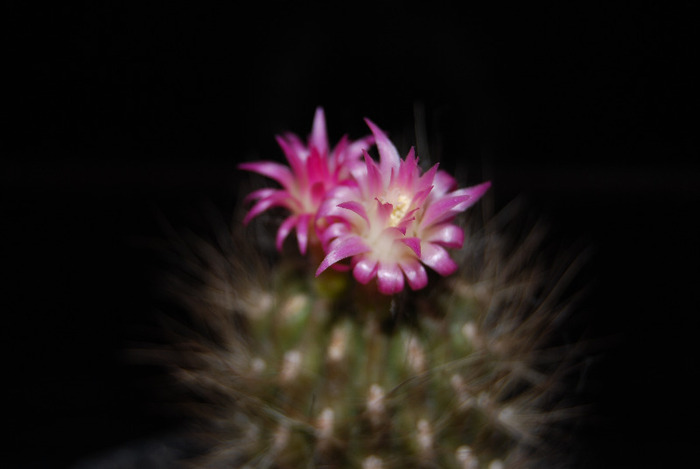 Eryosice villosa - Flori de cactus