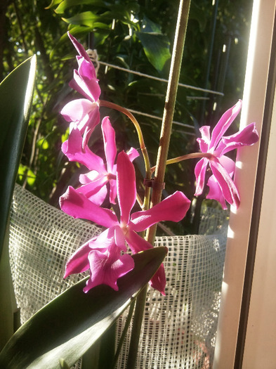 CATTLEYA - orhidee