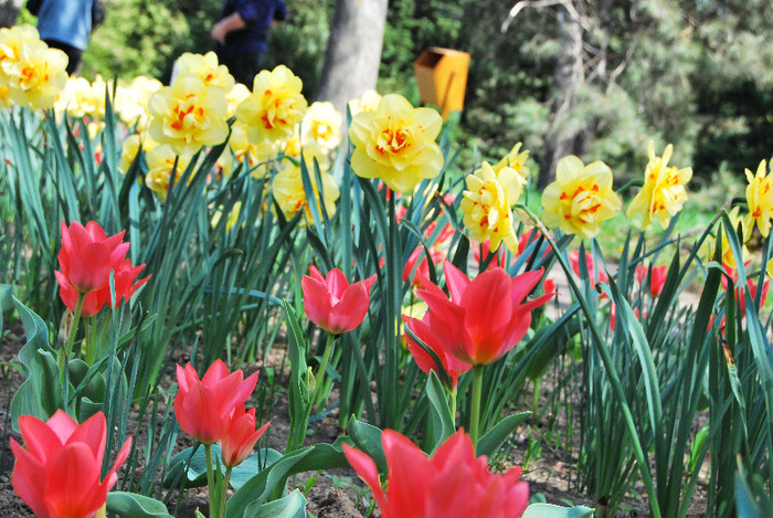 Gradina botanica Iasi (85) - Natura vie