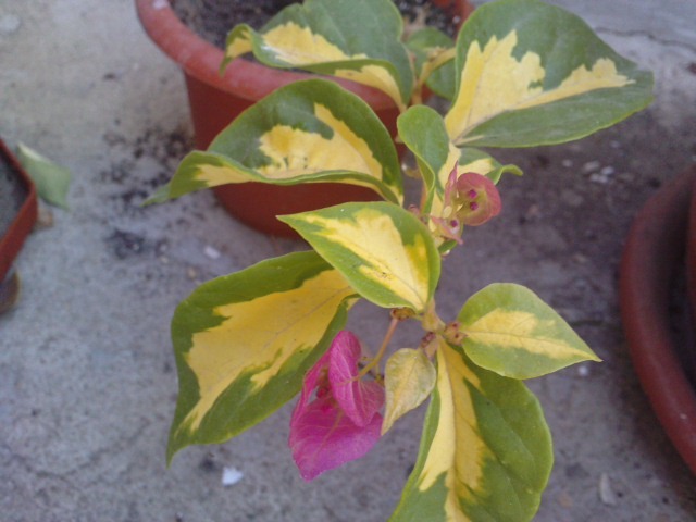 trebuia sa fie bicolora poate mai tarziu - Bougainvillea