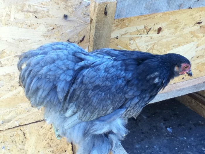 IMG_0706 - 7 Primele mele Pasari