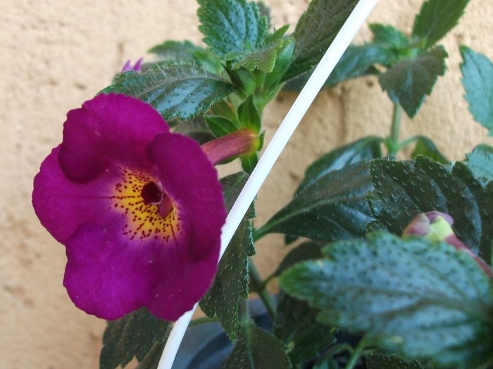 Claret - Achimenes 2011