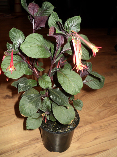 fuchsia - 2011 flori