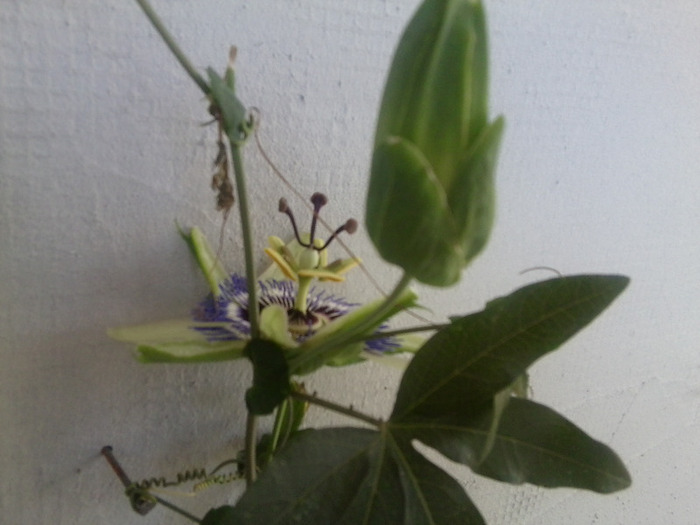 Fotografie0148 - flori de interior