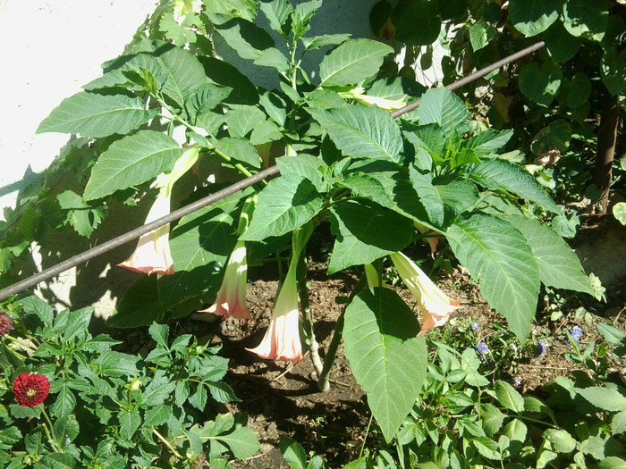 Fotografie0145 - brugmansia si datura 2012-2