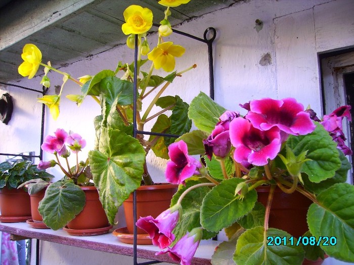 IMG_0985 - Gloxinia