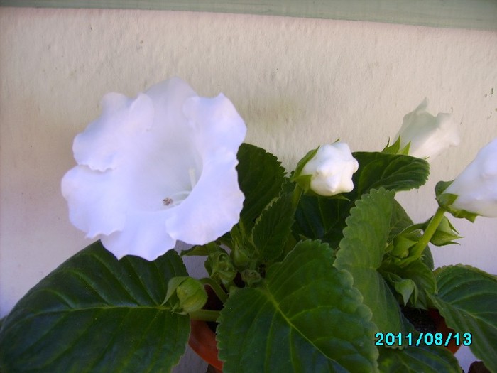 IMG_0973 - Gloxinia