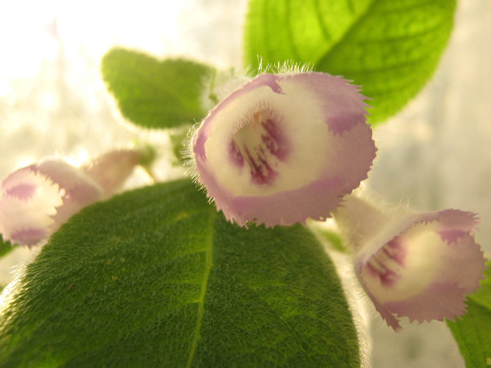  - episcia Blue Heaven Fimbriata