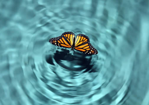 834330_butterfly-water - fluturi