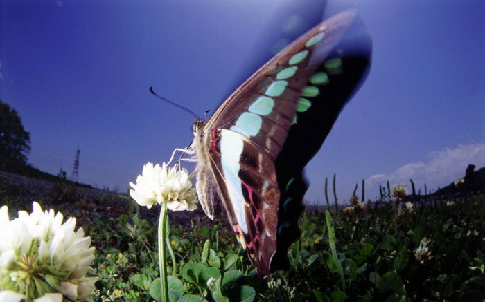 Butterflies__(40) - fluturi