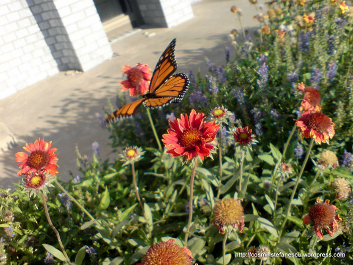 fluture-monarch-butterfly-monarch-foto-cosmin-stefanescu-in-perryton-texas-septembrie-20081 - fluturi