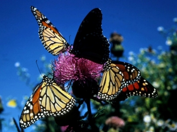 fluturemonarq10_b - fluturi