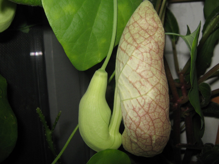  - aristolochia elegans - Calico Flower