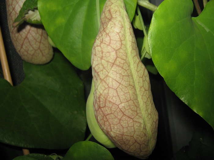  - aristolochia elegans - Calico Flower