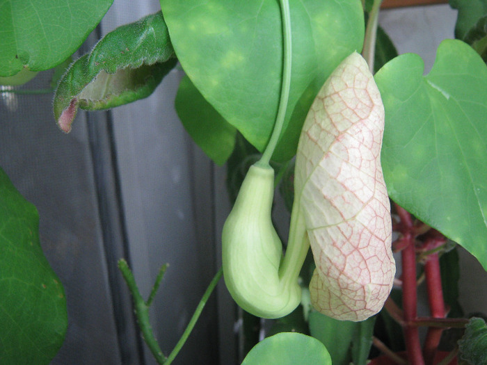  - aristolochia elegans - Calico Flower