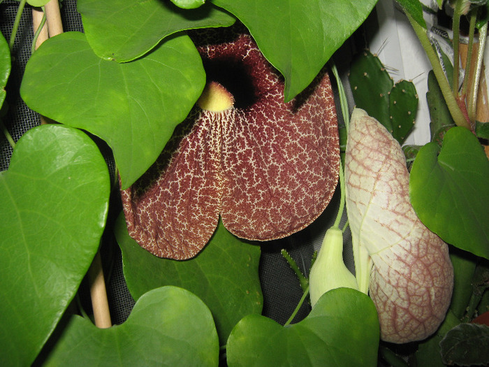  - aristolochia elegans - Calico Flower