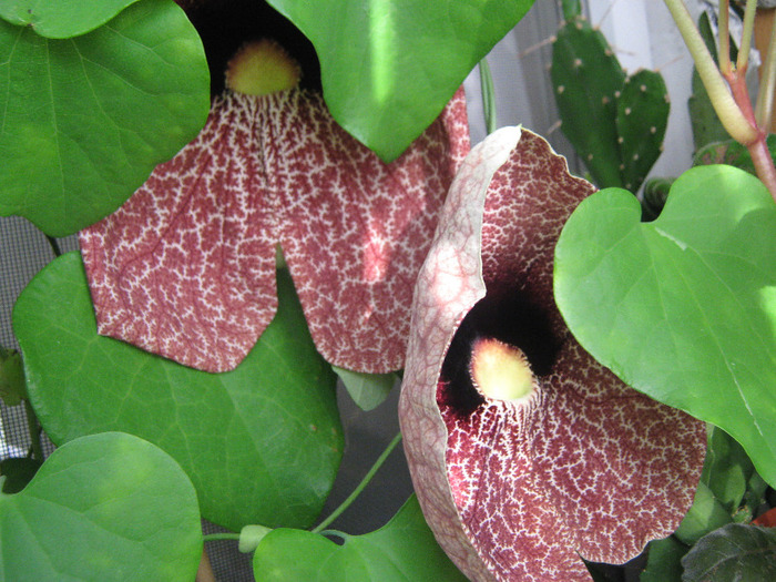  - aristolochia elegans - Calico Flower