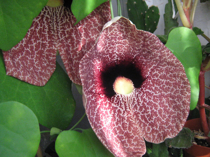  - aristolochia elegans - Calico Flower