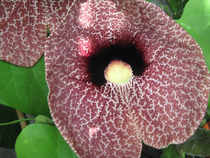  - aristolochia elegans - Calico Flower