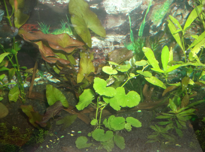 hydrocotyle leucocephala - plante acvariu