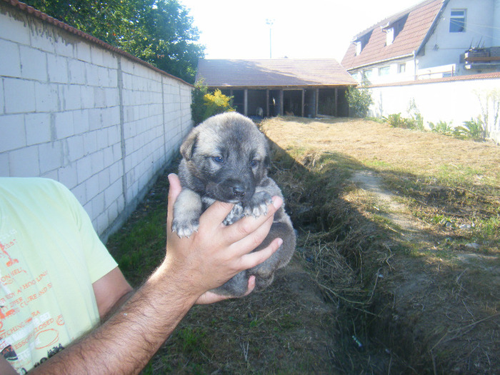 kangal pui 2 001 - kangal