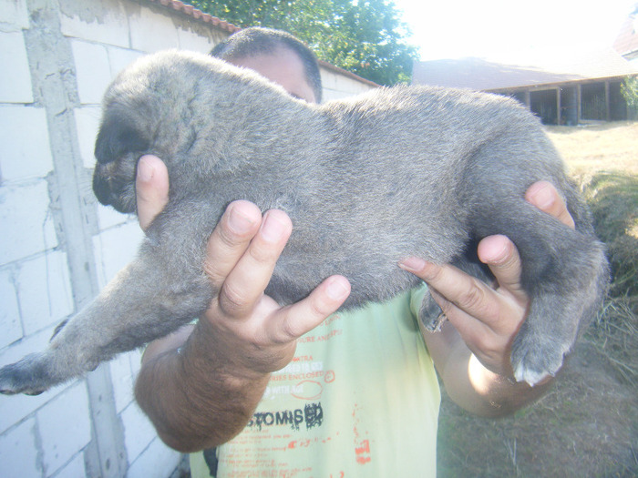 kangal pui 2 003 - kangal