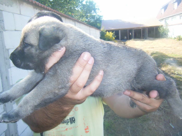 kangal pui 2 004 - kangal