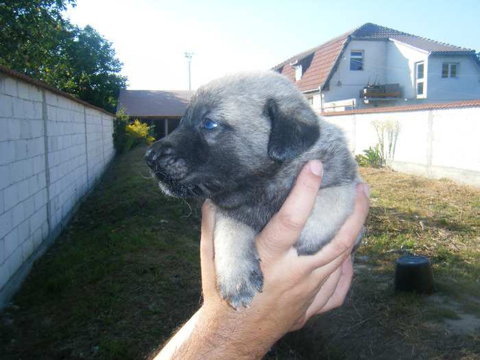 kangal pui 2 006 - kangal