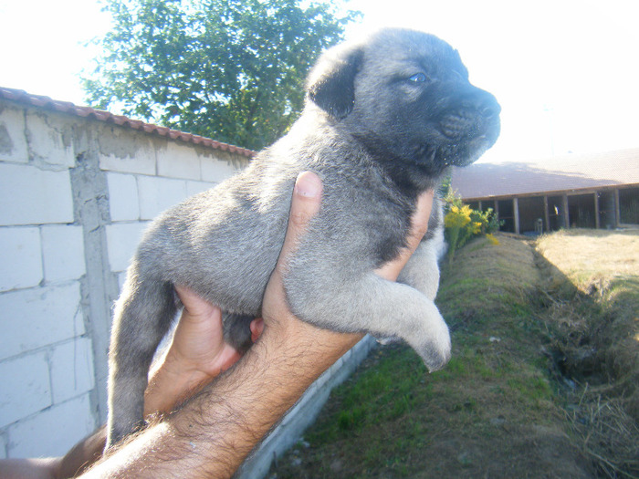 kangal pui 2 008 - kangal