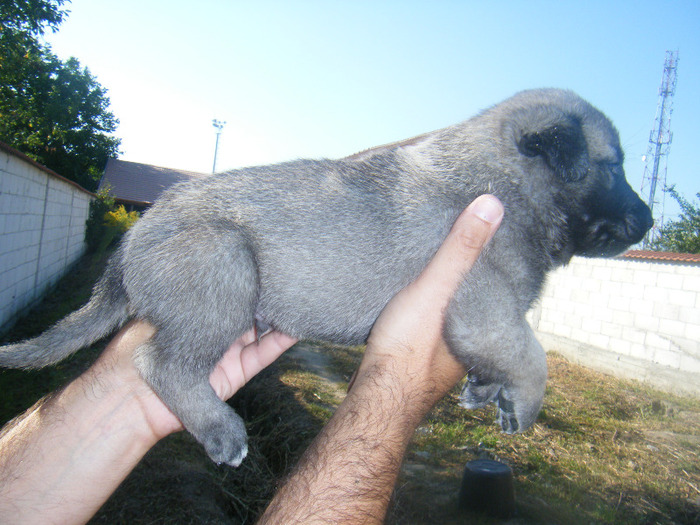 kangal pui 2 010 - kangal