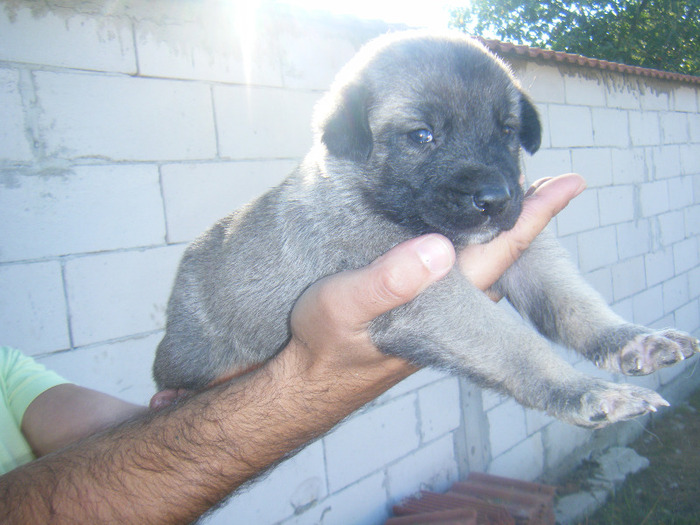 kangal pui 2 011 - kangal