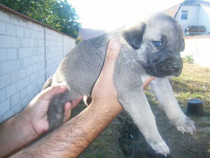 kangal pui 2 012 - kangal