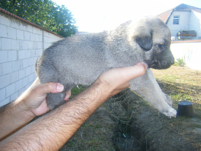 kangal pui 2 014 - kangal