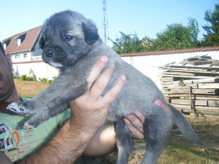 kangal pui 2 016 - kangal