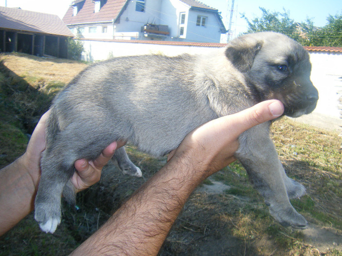 kangal pui 2 021 - kangal