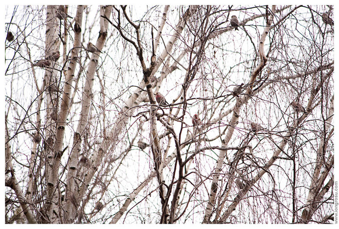 Inăriţă (Carduelis flammea)2