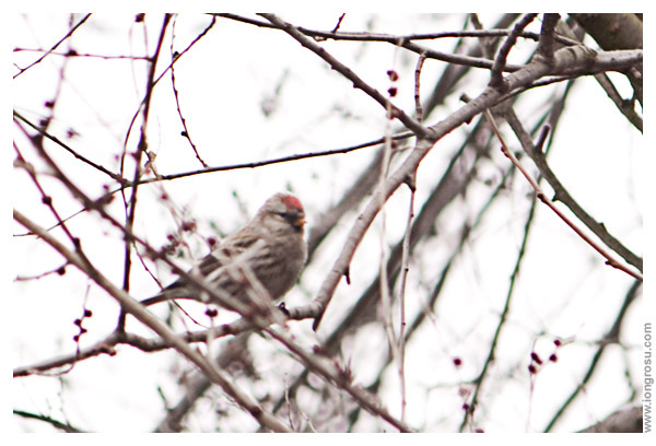 Inăriţă (Carduelis flammea) - Pasari Indigene