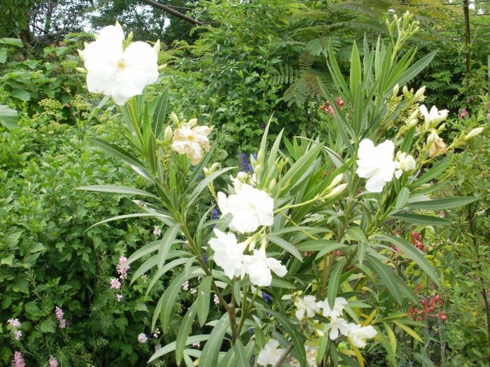P7060009