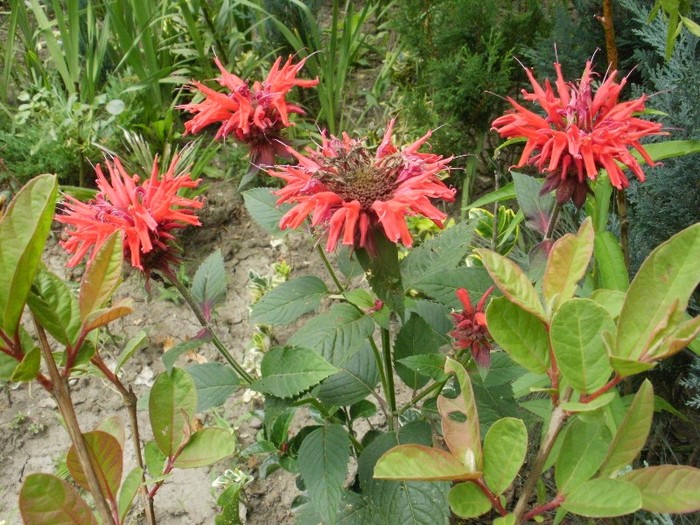 P7060022