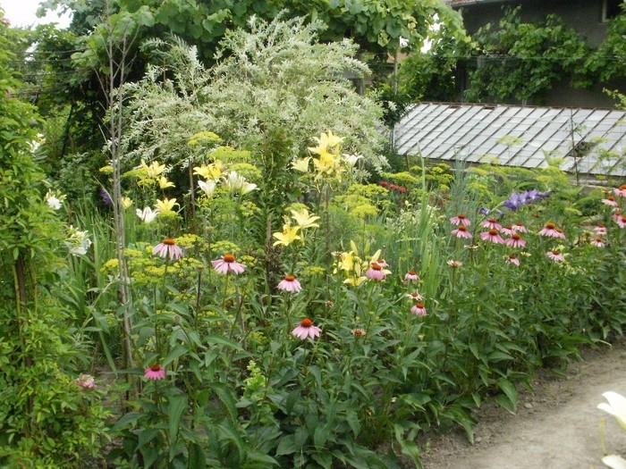 P7060034 - Gradina de flori 2011