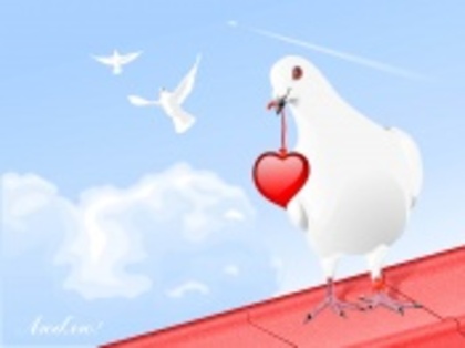 dove_with_heart-t1 - poze pentru toate gusturile