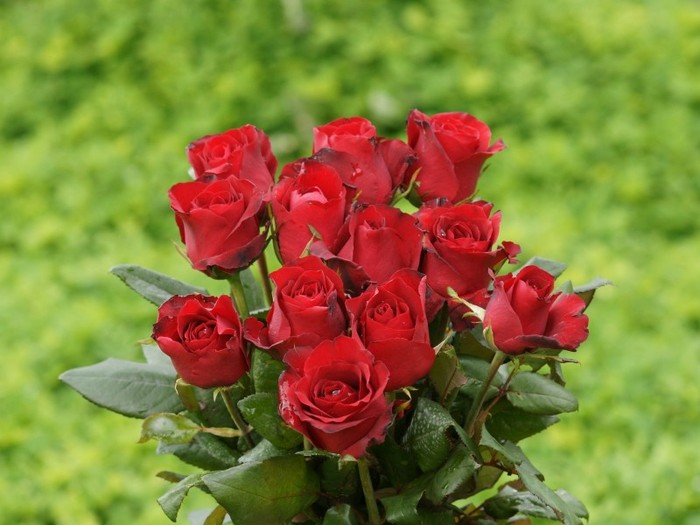 roses_wallpaper-dsc01170